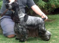 Urug.Gr.Ch.Br.Ch.Puck's Blue Aaron