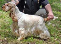 Ch.Puck's Orange Snowfall "Bart"