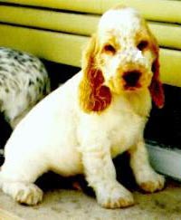 Orange Hero (Dexi x Gipsy)