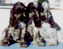 Little Josephine, Dulcinea y Don Quijote (Echo x Josefina))