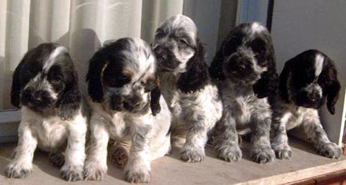 Honey,Fancy,Gasper,Simon,Dancing Queen (Peque x Douglas)