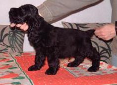Puck�s Black Onix (Morgan x Luana)
