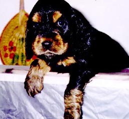 Puck's B/T Victoria Morgana (Morgan x Luana)