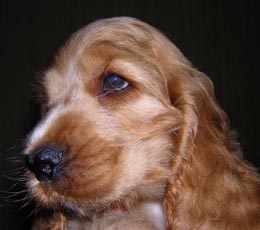 Puck's Golden Felipe "FELIPE"