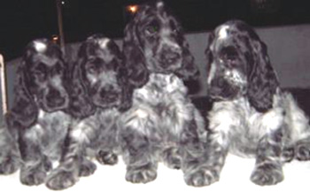 Raiza, Aaron, Isaias e Isaac (Chance x Luna)