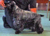 Ch.Puck's Blue Amaia