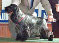 Gr.Ch.UrugGr.Ch.Srg.Puck's Blue Dark & Sweet