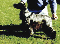 Gr.Ch.Puck's Blue Dulcinea