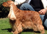 Puck's Golden Lambada