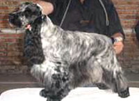Urug.Arg.Ch.Puck's Blue Sashuri  "Sashu"