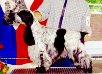 BISS Gr.Ch.Puck's Blu Don Quijote