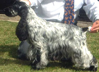 UrGr.Ch.Arg.Ch.Puck's Blue Gasper The Ghost