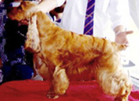 Gr.Ch.Junior de los Milagros