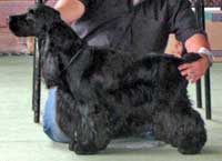 Ch.Hailstone's Star Quality