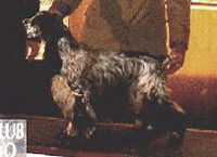 Gr.Ch.Puck's Blue Oddy