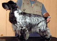 Gr.Ch.Puck's Blue Simon