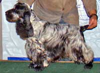 BISS Ur.Ch.Puck's Blue Theo