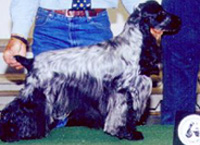 Gr.Ch.Puck's Blue Tiny Taz