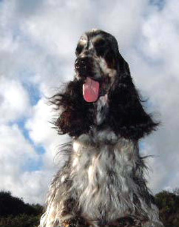 Gr.Ch.Puck's Blue/Tan Fancy Dress  "FANCY" 