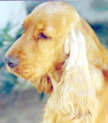Nicky (ver su pedigree)