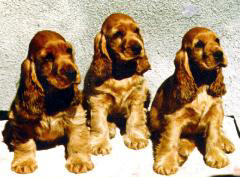 click para ver nuestro pedigree