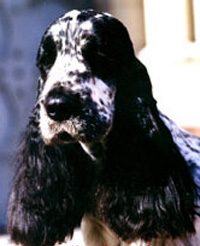 si quieres ver mi pedigree, click aqu