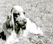 Bing of Reina ( Oakland's Chimer x Ch.Nadia de Alblyd)
