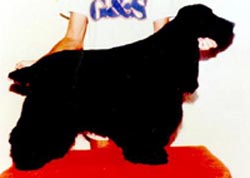 si quieres ver mi pedigree, click aqu