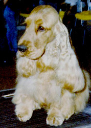 si quieres ver mi pedigree, click aqu
