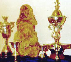 si quieres ver mi pedigree, click aqu