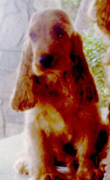 si quieres ver mi pedigree, click aqu