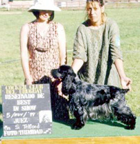 Gr.Ch.GwynnPuck�s Masquerade (AGUSTINA)