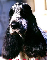 Gr.Ch.Puck's Blue Alex "Alex"