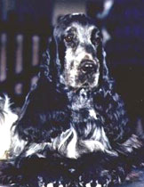 Gr.Ch.GwynnPuck's Ali forever "Ali"