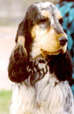 Gr.Ch.GwynnPuck's Ash & Fire (CAMILA)