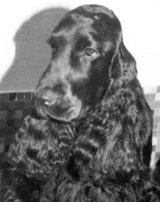 Ur.Gr.Ch.Br.Ch.Kavora Black Frost (FLASH)