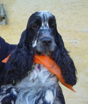 Gr.Ch.Puck's Blue Moonlight Lucy "Frida"