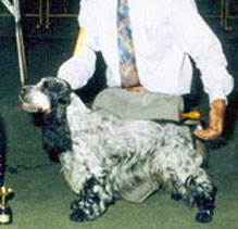 Gr.Ch.GwynnPuck's Wait For Me "Jose"