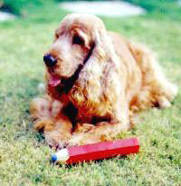 Gr.Ch.Monarch's Ambassador "Mike"