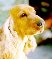 Gr.Ch.Puck�s Golden Dear Bing (NICKY)