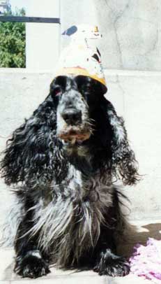 Ch.Puck's Blue Sassy "Sassy"