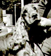 Gr.Ch. Oakland�s Falling Leaves (SCAMPER)