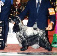 Gr.Ch.GwynnPuck�s Pleasure to Know You (SISSI)