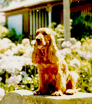 Pucara�s Golden Arlette (WINDY)