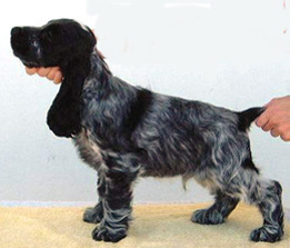 Puck's Blue Aaron "AARON"