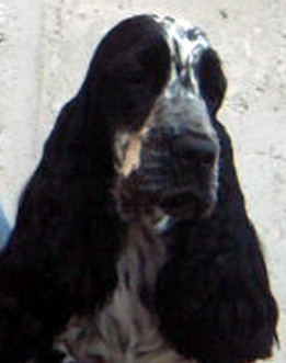 J.Ch. Puck's Blue Moonlight Lucy  "FRIDA"