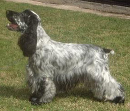 Gr.Ch.Arg.Ch.Puck's Blue Gasper The Ghost "GASPARIN"