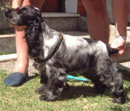 Puck's Blue Raiza  "RAIZA"