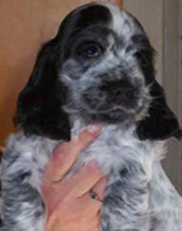 Puck's Blue Sol  "SOL"