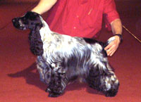 Gr.Ch.Puck's Blue Isaias